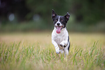 Jack Russell Terrier Dog on a Nature Walk 