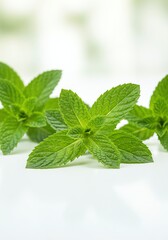 Fresh Mint Sprigs: Vibrant Green, Close-up Photography