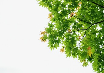Looking up at fresh green maple leaves against a bright white sky in the spring season