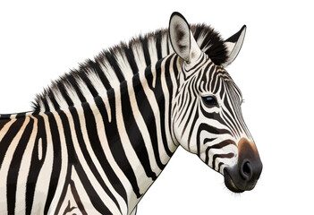 Zebra Portrait Close-Up Black White Stripes Serene Wild Beauty