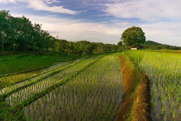 Fototapeta premium indonesia beauty landscape paddy fields in north bengkulu natural beautiful morning view from Indonesia of mountains and tropical forest