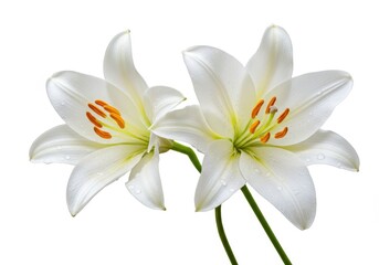 Obraz premium Two elegant white lily flowers with visible stamens and water droplets on a white background
