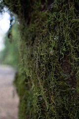 moss on tree trees plants greenery on tree