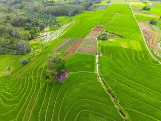 indonesia beauty landscape paddy fields in north bengkulu natural beautiful morning view from Indonesia of mountains and tropical forest