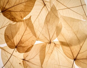 押し葉を閉じ込めたヴィンテージ紙テクスチャ