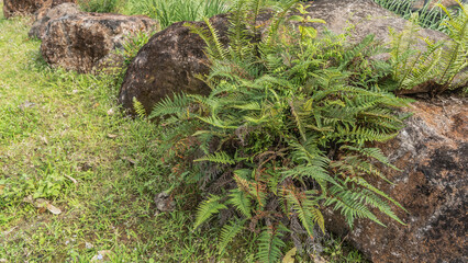 A fragment of the landscape design of a tropical park. Ferns grow on mossy boulders. Green trimmed...