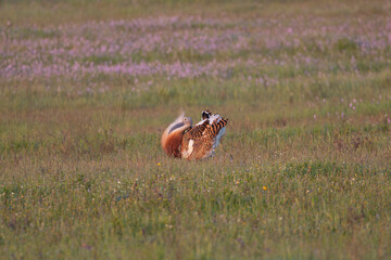 Great bustard - Otis tarda walking on meadow. Photo from Calera y Chozas in Spain, Toledo Province. Endangered specie.