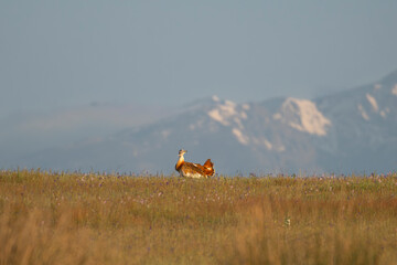 Great bustard - Otis tarda walking on green meadow with snowy mountains in background. Photo from Calera y Chozas in Spain, Toledo Province. Endangered specie.
