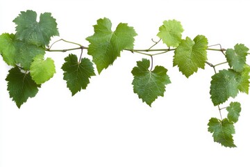 Horizontal Vine With Green Leaves Against White Background