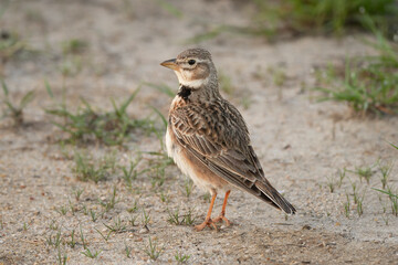 Western calandra lark, European calandra-lark - Melanocorypha calandra calandra on ground. Photo from Calera y Chozas in Spain, Toledo Province.