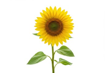 Obraz premium A single bright yellow sunflower with green leaves stands against a white background