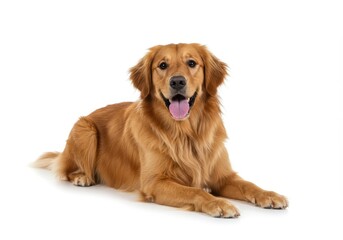 Obraz premium Golden retriever dog lying down with tongue out on a white studio background