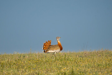 Great bustard - Otis tarda walking on green meadow with blue sky in background. Photo from Calera y...