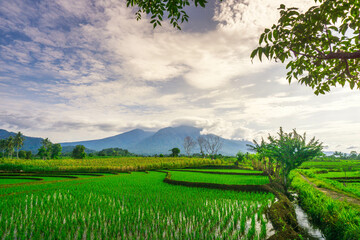 Obraz premium beautiful morning view panorama of indonesia agriculture industry rice fields with beautiful sky colors natural light