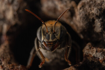 Macro photography of a melipona bee of the Eburnea species, a bee native to the Peruvian Amazon,...