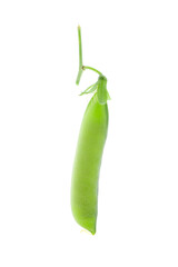 green pea pods isolated on a white background