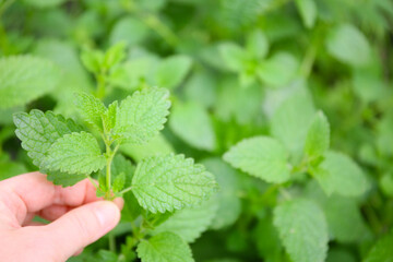 harvesting of lemon balm leaves to make a relaxation herb tea