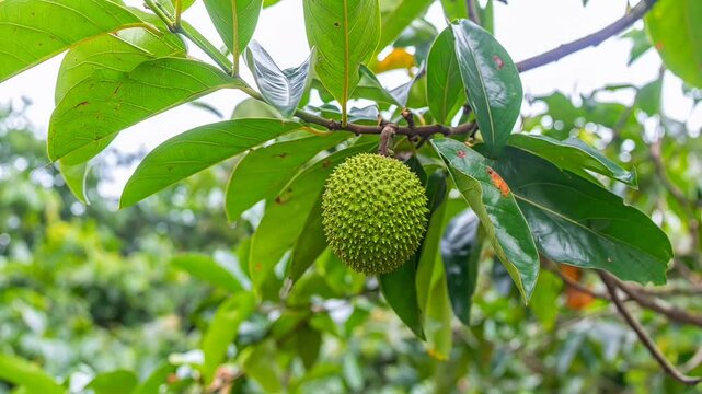 Soursop (Graviola) fruit. Suitable for marketing or business purposes