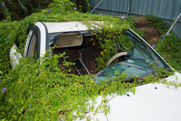 An abandoned car surrounded by vines and morning glories