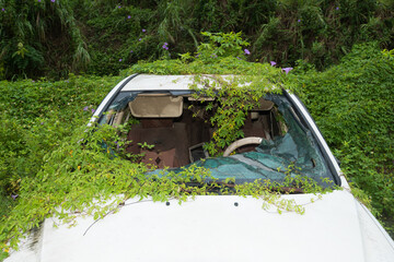 An abandoned car surrounded by vines and morning glories