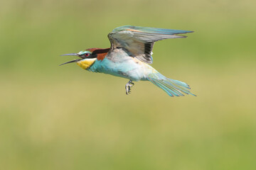 European bee-eater - Merops apiaster in flight with spanned wings and tail at green background. Photo from Calera y Chozas in Spain, Toledo Province.	