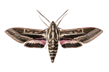 Close-up of a White-lined Sphinx Moth (Hyles lineata) with Detailed Wing Patterns