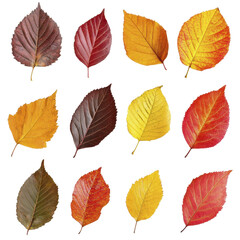 Obraz premium Autumn leaves isolated in Transparent background, Transparent Background PNG