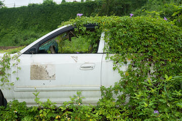 An abandoned car surrounded by vines and morning glories