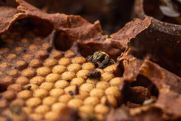 Macro photography of a melipona bee of the Eburnea species, a bee native to the Peruvian Amazon, preserved by native communities and whose honey is medicinal.