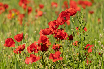 Red poppies - Papaver rhoeas - in Spain. Beautiful natural red color for background