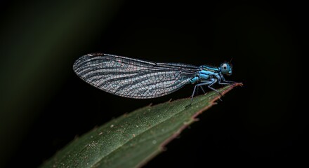 A Stunning Azure Damselfly Perched on a Leaf Against a Dark Background: A Close-Up Macro Photograph