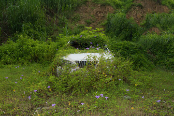 An abandoned car surrounded by vines and morning glories