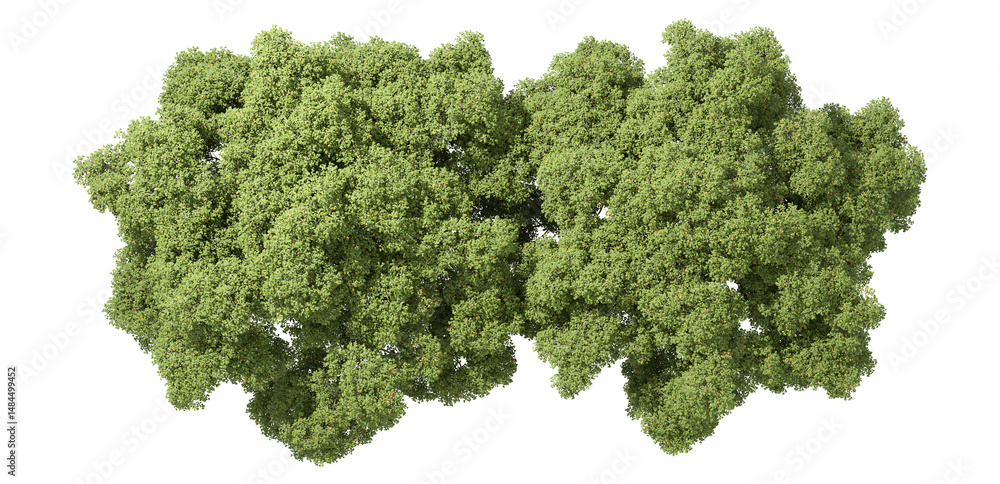 Poster high angle view forested trees top on transparent backgrounds 3d rendering png