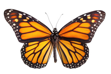 Fototapeta premium Monarch Butterfly Vibrant Wings, Detailed Close-Up