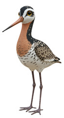 Obraz premium Elegant bird posed upright striking profile