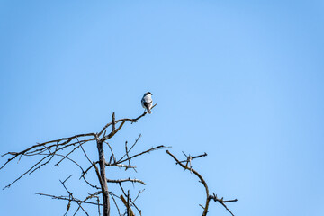 A Great grey shrike (Lanius excubitor) sits on a withered, bare tree with thorns. Shrikes have been known to impale prey on tree branches, which is why they have a reputation for being cruel birds.