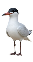Fototapeta premium Elegant seabird stands poised and ready