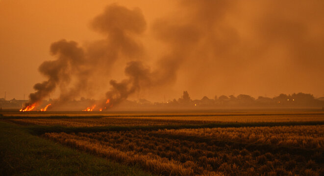 燃え盛る田畑 夕焼け空の下 煙が漂う