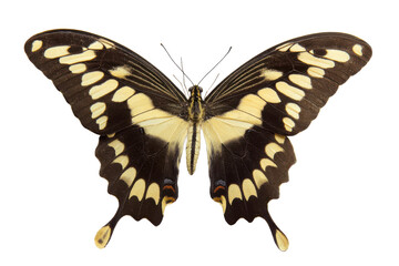 Close-up View of a Striking Black and Yellow Butterfly