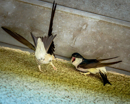 In dieser Serie begleite ich zwei Rauchschwalben bei einem intensiven Moment direkt am Neststandort. Ob Revierstreit, Partnerwahl oder einfach nur ein Missverst&auml;ndnis &ndash; bei diesen eleganten Flugk&uuml;nst
