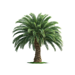 Fototapeta premium Majestic Date Palm Tree Isolated on white background