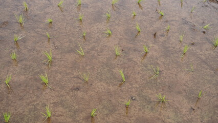 rice fields filled with newly planted rice plants