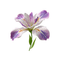 Fototapeta premium Exquisite Purple and White Speckled Iris Flower on white background