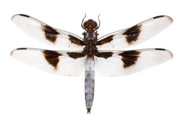 Striking Black and White Dragonfly Detailed Close-up Photograph