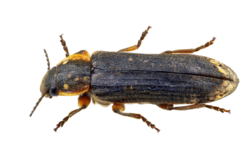 Detailed Close-up of a Dark-Colored Beetle with Yellow Markings