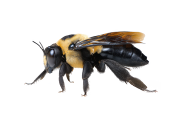 Close-up of a Carpenter Bee Detailed View of a Black and Yellow Insect