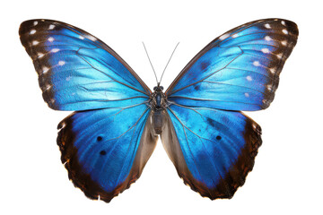 Obraz premium Vibrant Blue Morpho Butterfly Wings of Nature's Majesty