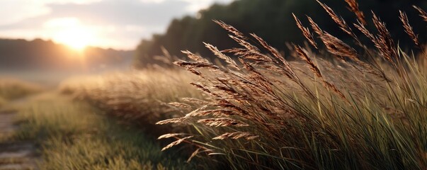 Fototapeta premium Blowing in the wind with foliage over morning meadow concept. Golden grass sways gently in the morning light of a serene landscape.