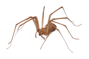 Close-up of a Brown Recluse Spider, Arachnid with Long Legs
