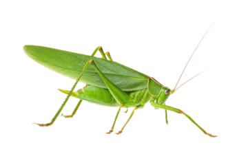 Vibrant Green Katydid Insect Close-Up Photography